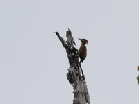 Crimson-winged Woodpecker - female  - Kaeng Krachan NP