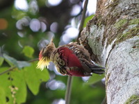 Crimson-winged Woodpecker - male  - Bala