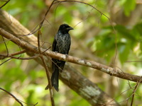 Crow-billed Drongo - immature  - Phuket