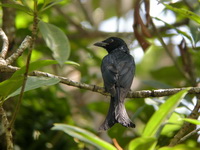 Crow-billed Drongo  - Phang Nga