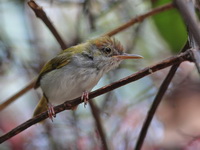 Dark-necked Tailorbird - female  - Khao Luang Krung Ching NP