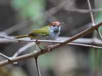 Dark-necked Tailorbird  - Hup Pa Tad