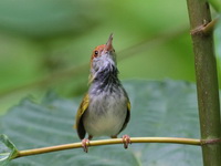 Dark-necked Tailorbird  - Sri Phang Nga NP