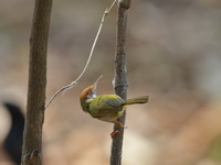 Dark-necked Tailorbird  - Baan Maka