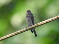 Dark-sided Flycatcher - juvenile  - Khao Luang Krung Ching NP