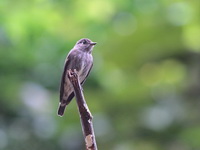 Dark-sided Flycatcher  - Kaeng Krachan NP