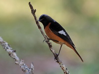 Daurian Redstart - male  - Doi Ang Khang