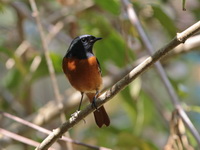 Daurian Redstart - male  - Doi Tung