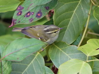 Davison's Leaf Warbler  - Doi Inthanon NP