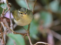 Davison's Leaf Warbler  - Doi Lang