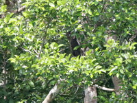 Dusky Eagle-owl  - Thale Ban NP