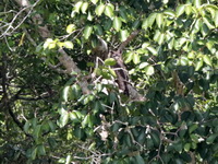 Dusky Eagle-owl  - Thale Ban NP