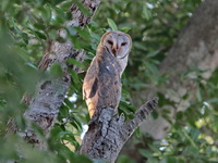 Eastern Barn Owl  - Ayutthaya