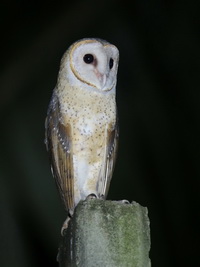 Eastern Barn Owl  - Than Bok Khoranee NP