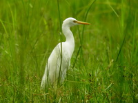 Eastern Cattle Egret  - Phuket