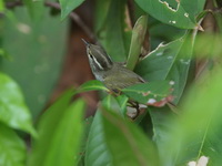 Eastern Crowned Warbler  - Koh Man Nai