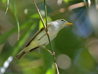 Eastern Crowned Warbler  - Sri Phang Nga NP