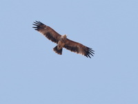 Eastern Imperial Eagle - juvenile  - Nong Pla Lai