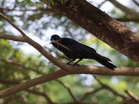 Eastern Jungle Crow  - Bueng Boraphet