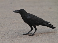 Eastern Jungle Crow  - Bueng Boraphet