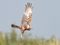 Eastern Marsh-Harrier - male  - Bueng Boraphet