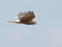 Eastern Marsh-Harrier - male  - Thale Noi