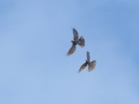 Eurasian Sparrowhawk  - Doi Lang