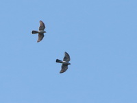 Eurasian Sparrowhawk  - Doi Lang