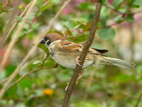 Eurasian Tree Sparrow  - Phuket