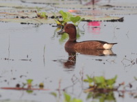 Ferruginous Duck - female  - Bueng Boraphet