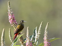 Fire-tailed Sunbird - male  - Doi Lang