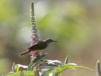 Fire-tailed Sunbird - male  - Doi Lang
