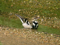 Forest Wagtail  - Phuket