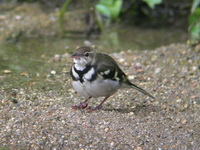 Forest Wagtail  - Phuket