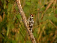Freckle-breasted Woodpecker - male  - Bueng Boraphet