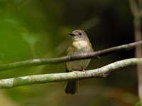 Fulvous-chested Jungle Flycatcher  - Krabi
