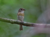 Fulvous-chested Jungle Flycatcher  - Khao Luang NP