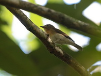 Fulvous-chested Jungle Flycatcher  - Nai Chong FR
