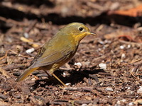 Golden Bush-Robin - female  - Doi Lang