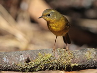 Golden Bush-Robin - female  - Doi Lang