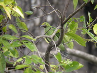 Golden-fronted Leafbird - Juvenile  - Kaeng Krachan NP