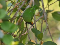 Golden-fronted Leafbird  - Huay Kha Kaeng WS