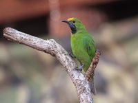 Golden-fronted Leafbird  - Kaeng Krachan NP