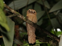 Gould's Frogmouth  - Bala