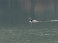 Great Crested Grebe  - Chiang Saen