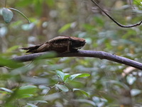 Great Eared Nightjar  - Krabi Mangroves