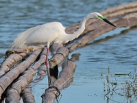 Great Egret - breeding  - Phetchaburi