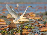 Great Egret  - Bueng Boraphet