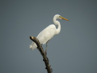 Great Egret  - Phetchaburi
