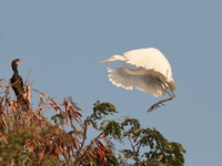 Great Egret  - Bueng Boraphet
